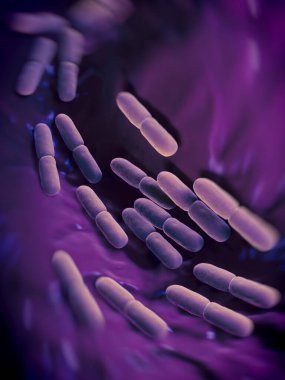  Laktobacillus bulgaricus bakterisi. Çubuk şeklinde, gram pozitif bakteriler. Asit ortamında büyürler ve karbonhidratların fermantasyonundan laktik asit üretirler. Preservatio 'nun sorumlusunun süt fermantasyonu tarafından üretilen laktik asit olduğunu