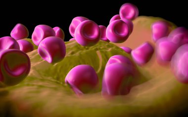 Aconite anter ve polen - 3D görüntüleme