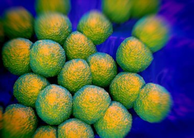 3D görüntüleme - Neisseria gonorrhoeae bakterisi