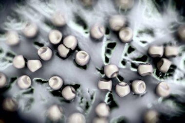 Aconite anter ve polen, bir akonit (Aconitum) çiçeğinden gelen polen tanecikleri. 