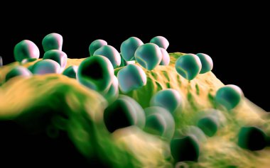 Aconite anter ve polen - 3D görüntüleme