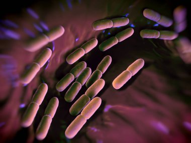  Laktobacillus bulgaricus bakterisi. Çubuk şeklinde, gram pozitif bakteriler. Asit ortamında büyürler ve karbonhidratların fermantasyonundan laktik asit üretirler. Preservatio 'nun sorumlusunun süt fermantasyonu tarafından üretilen laktik asit olduğunu