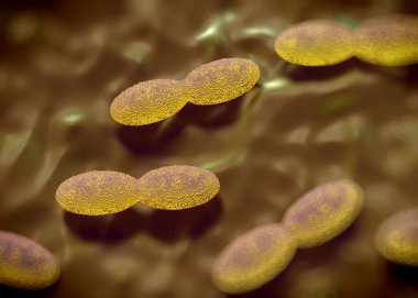 3D görüntüleme - asetobacter bakteri