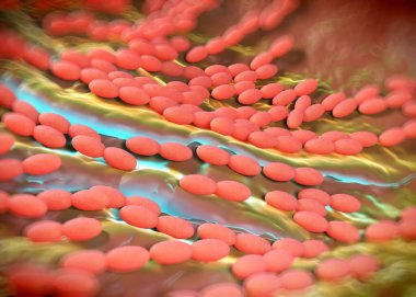 3D görüntüleme - asetobacter bakteri