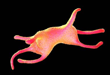 Amoeba protozoanı. Bu, bakteri ve daha küçük protozoalarla beslenen tek hücreli tatlı bir organizma..