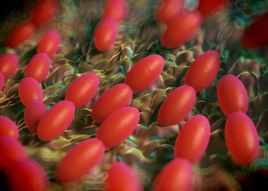 3D görüntüleme - asetobacter bakteri