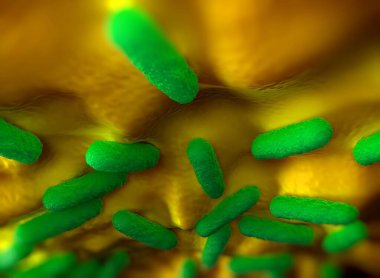 Salmonella typhimurium bakterisine yakın çekim