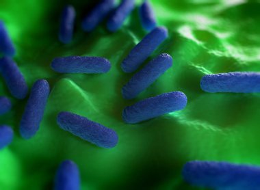 Salmonella typhimurium bakterisine yakın çekim