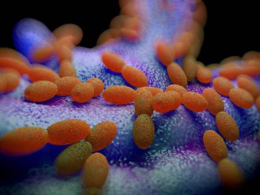 3D görüntüleme - asetobacter bakteri