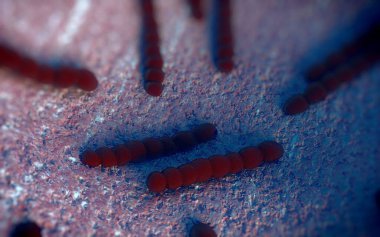 Streptococcus pneumoniae, Gram-pozitif koküs şekilli patojenik bakteridir ve zatürreye ek olarak pnömokok enfeksiyonlarına neden olur. .