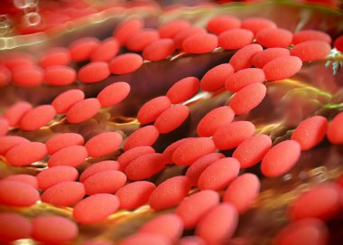 3D görüntüleme - asetobacter bakteri