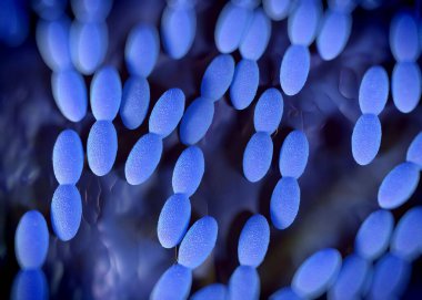 3D görüntüleme - asetobacter bakteri