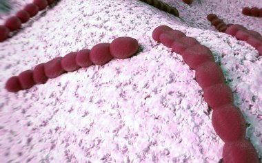 Streptococcus pneumoniae, bakteri sanat