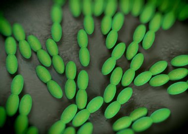 3D görüntüleme - asetobacter bakteri