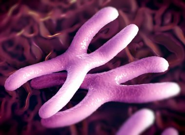 Kromozomlar genetik materyal DNA 'sının bir paketlenmiş halidir.