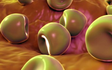  Bilinen Anter ve polen