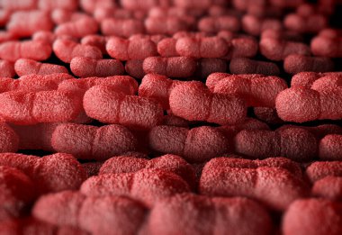 3D illüstrasyon - Asetobacter bakteri
