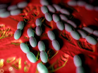 3D görüntüleme - asetobacter bakteri