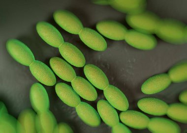 3D görüntüleme - asetobacter bakteri 