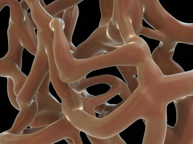 3D görüntüleme - insan kemiği dokusu