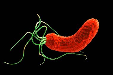 Helicobacter pylori bakterisine yakın çekim 