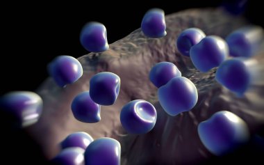 Aconite anter ve polen - 3D görüntüleme