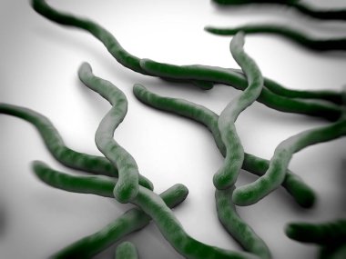 Borrelia burgdorferi bakterisi yakın plan
