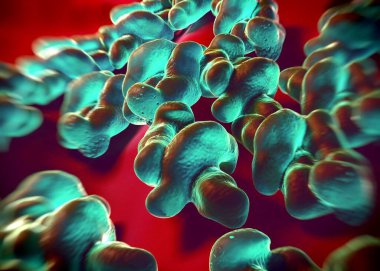 3D görüntüleme - campylobacter jejuni bakterisi