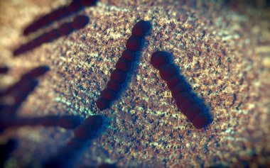 Streptococcus pneumoniae, Gram-pozitif koküs şekilli patojenik bakteridir ve zatürreye ek olarak pnömokok enfeksiyonlarına neden olur. .