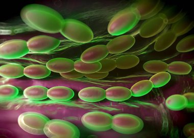 3D görüntüleme - asetobacter bakteri