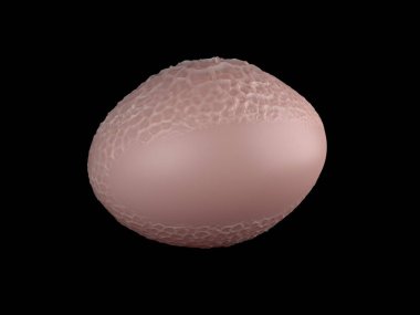 3D görüntüleme - Kaplan zambağı poleni 