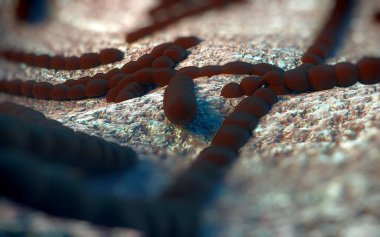 Streptococcus pneumoniae, Gram-pozitif koküs şekilli patojenik bakteridir ve zatürreye ek olarak pnömokok enfeksiyonlarına neden olur. .