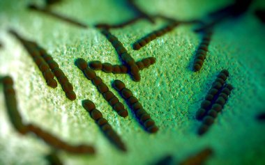 Streptococcus pneumoniae, Gram-pozitif koküs şekilli patojenik bakteridir ve zatürreye ek olarak pnömokok enfeksiyonlarına neden olur. .