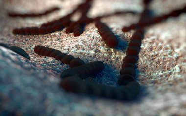 Streptococcus pneumoniae, Gram-pozitif koküs şekilli patojenik bakteridir ve zatürreye ek olarak pnömokok enfeksiyonlarına neden olur. .