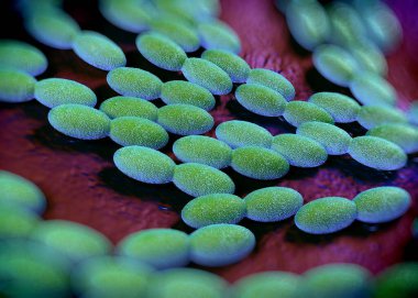 3D görüntüleme - asetobacter bakteri