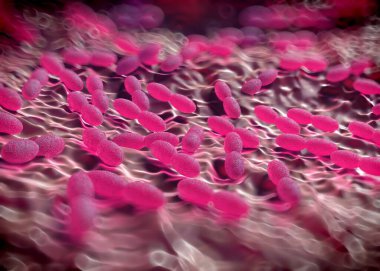 3D görüntüleme - asetobacter bakteri