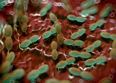 3D görüntüleme - asetobacter bakteri