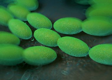 3D görüntüleme - asetobacter bakteri 