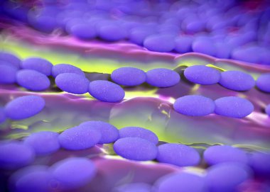 3D görüntüleme - asetobacter bakteri