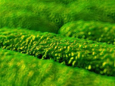 3 boyutlu şarbon bakterisi.