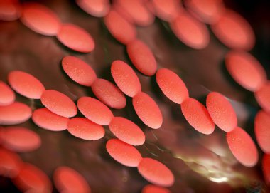 3D görüntüleme - asetobacter bakteri