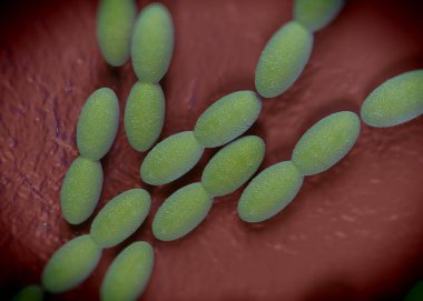 3D görüntüleme - asetobacter bakteri