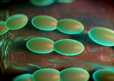 3D görüntüleme - asetobacter bakteri