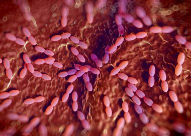 3D görüntüleme - asetobacter bakteri