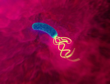 closeup of Helicobacter pylori bacterium  clipart