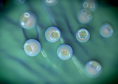 3d oluşturma - bakteri hücreleri