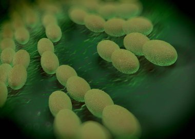 3D görüntüleme - asetobacter bakteri