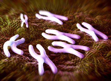 Kromozomlar genetik materyal DNA 'sının bir paketlenmiş halidir.