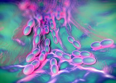 3D görüntüleme - asetobacter bakteri