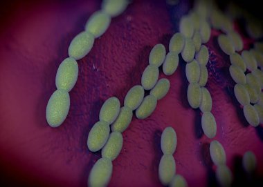 3D görüntüleme - asetobacter bakteri